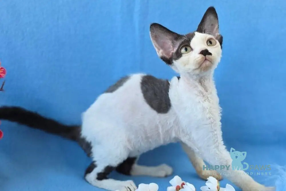 Ulyana Devon Rex female black harlequin live animals