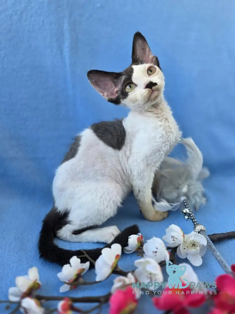 Ulyana Devon Rex female black harlequin live animals