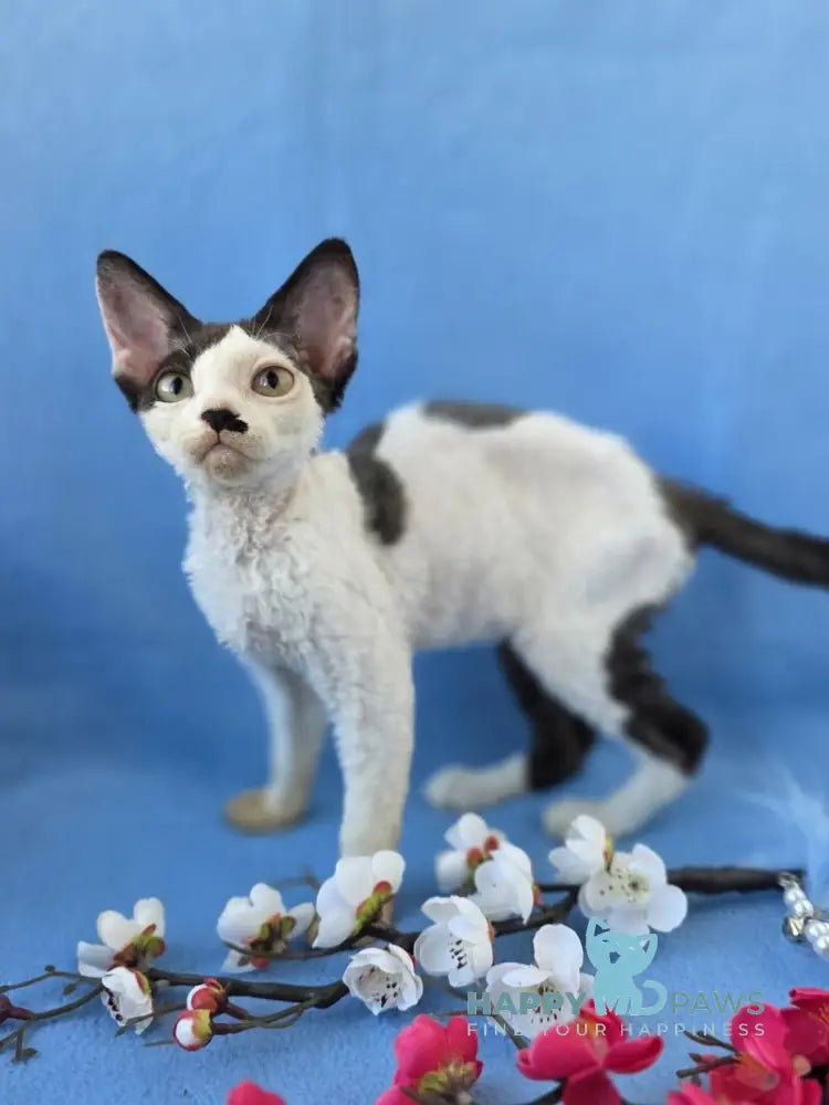 Ulyana Devon Rex female black harlequin live animals