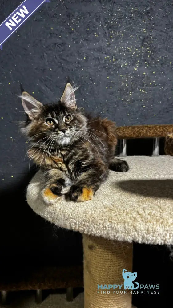 Ulyana Maine Coon female black tortie live animals