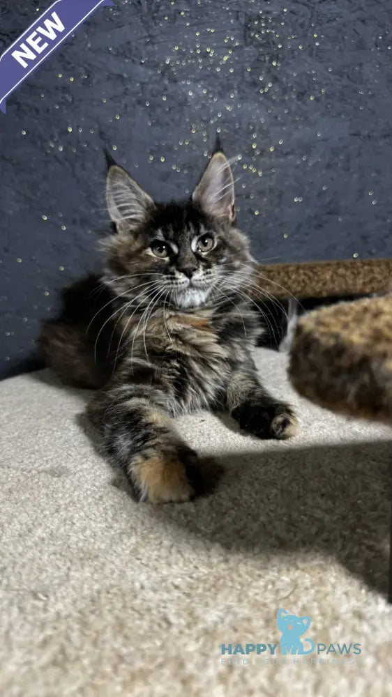 Ulyana Maine Coon female black tortie live animals