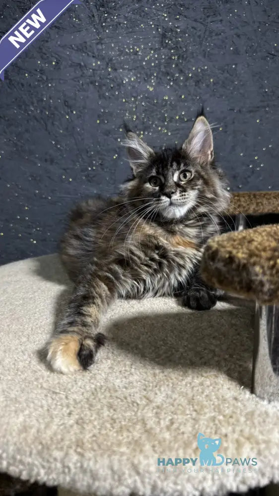 Ulyana Maine Coon female black tortie live animals