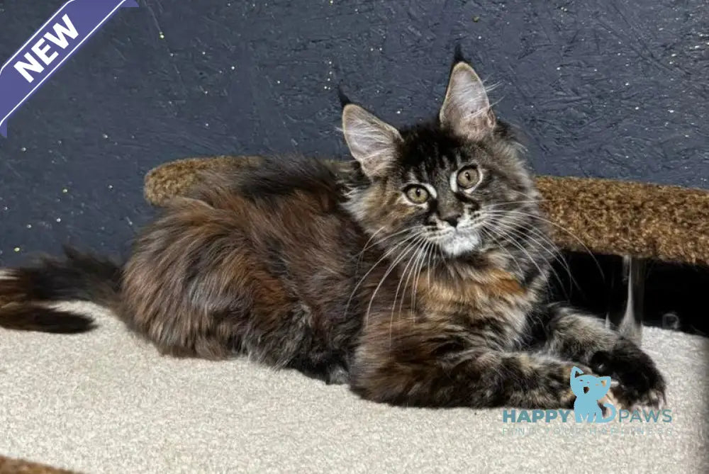 Ulyana Maine Coon female black tortie live animals