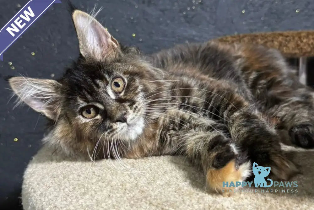 Ulyana Maine Coon female black tortie live animals