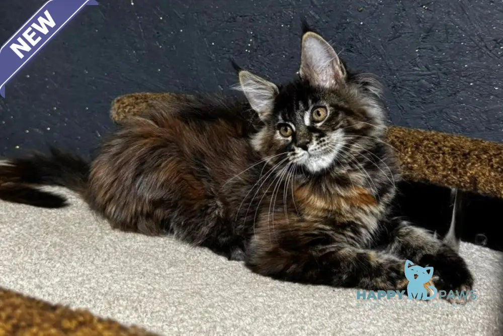 Ulyana Maine Coon female black tortie live animals