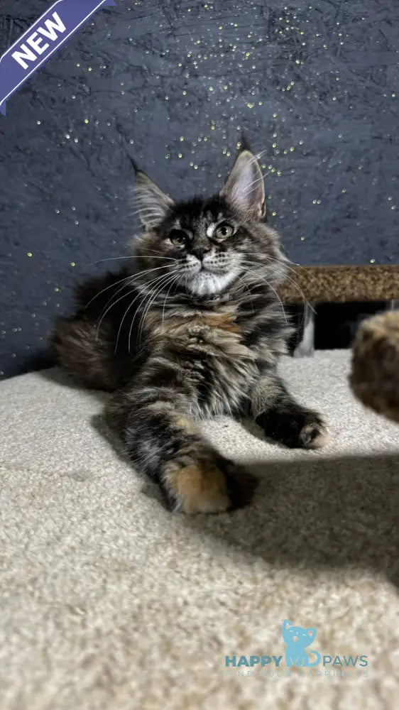 Ulyana Maine Coon female black tortie live animals