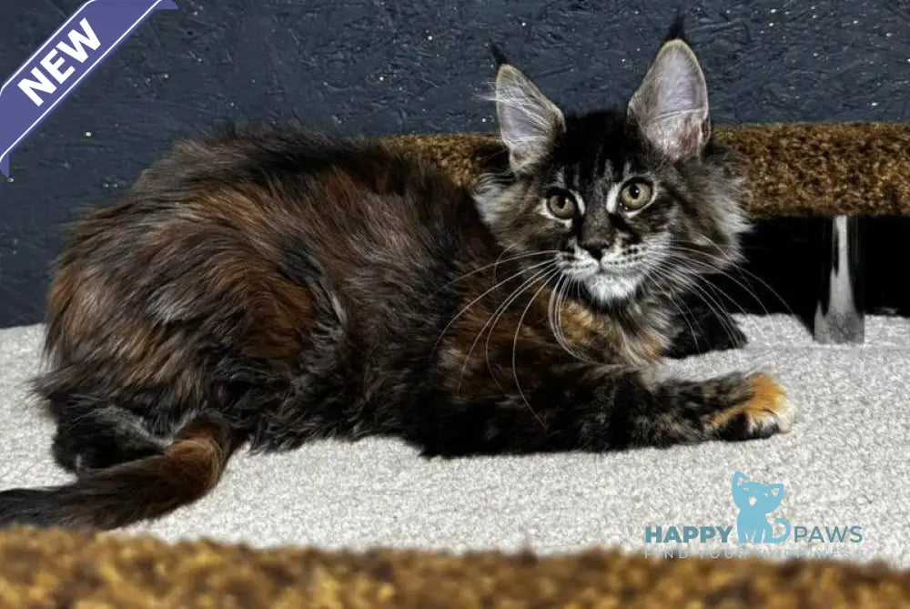 Ulyana Maine Coon female black tortie live animals