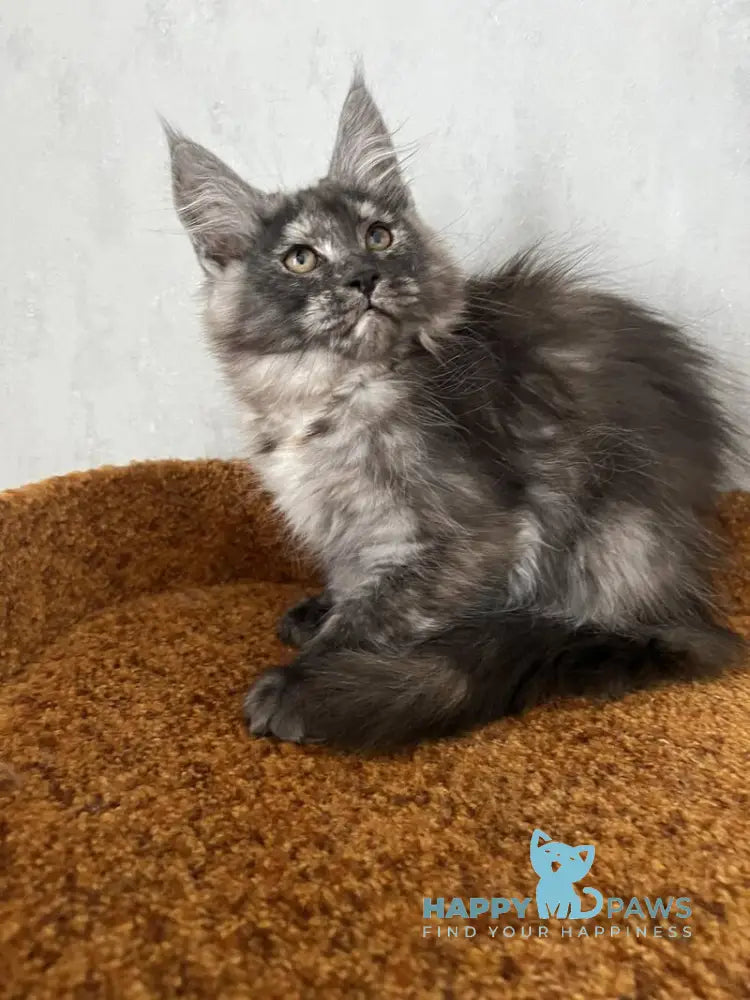 Ulyana Maine Coon female black tortie silver with white live animals