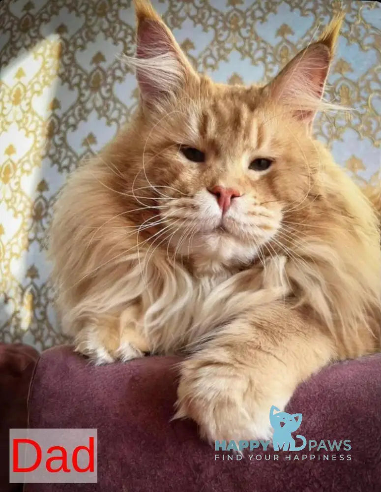 Ulyana Maine Coon female black tortie silver with white live animals