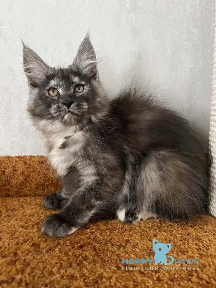 Ulyana Maine Coon female black tortie silver with white live animals