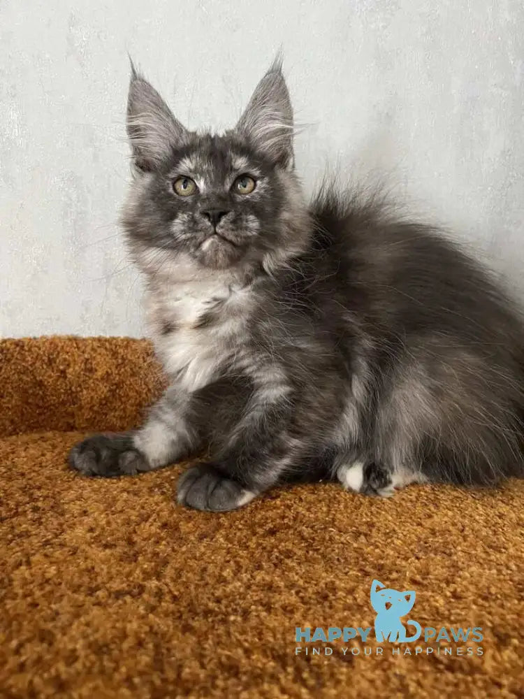Ulyana Maine Coon female black tortie silver with white live animals