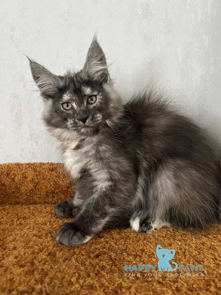 Ulyana Maine Coon female black tortie silver with white live animals