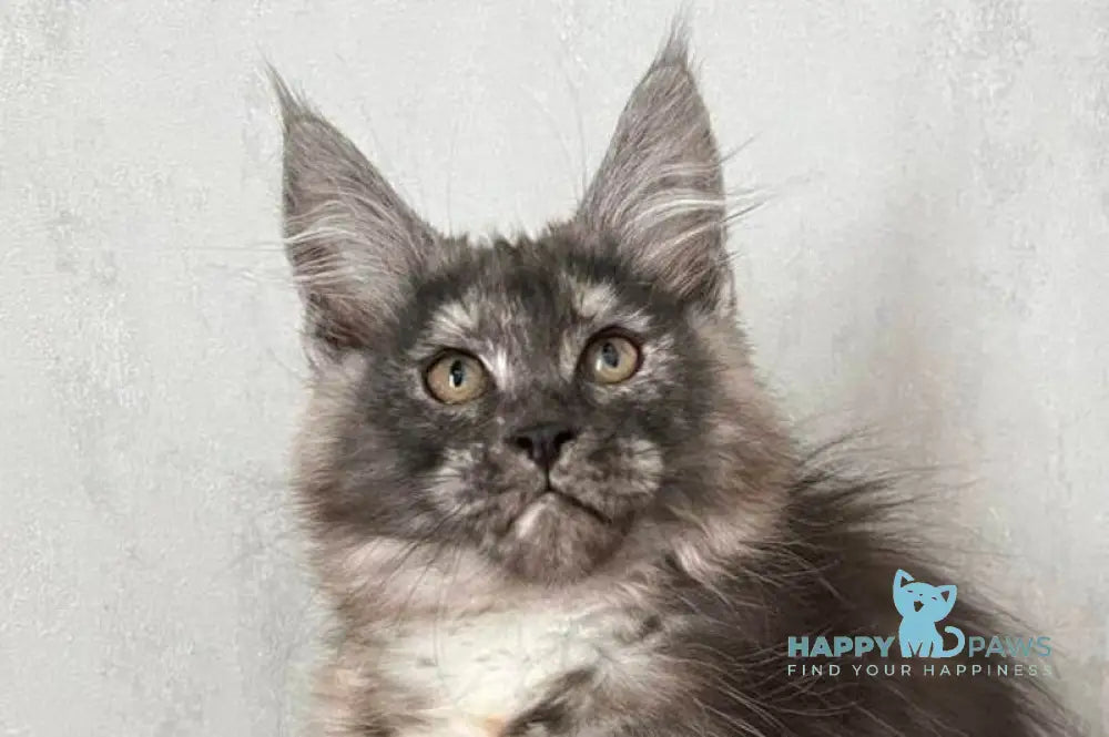 Ulyana Maine Coon female black tortie silver with white live animals