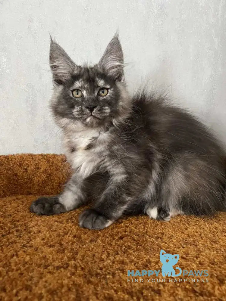 Ulyana Maine Coon female black tortie silver with white live animals