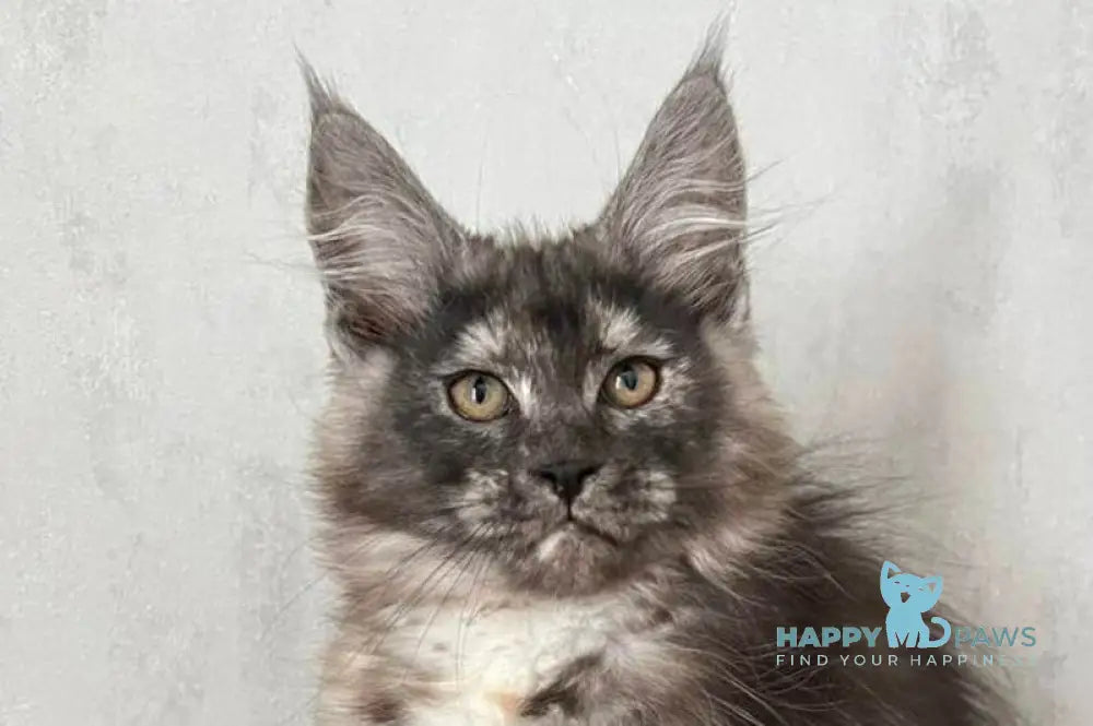 Ulyana Maine Coon female black tortie silver with white live animals