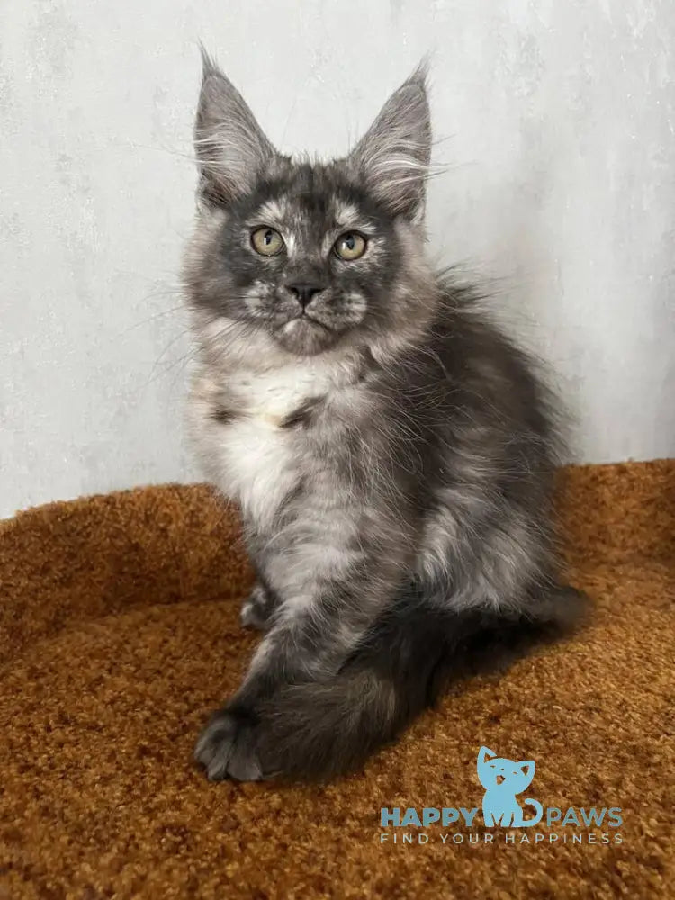 Ulyana Maine Coon female black tortie silver with white live animals