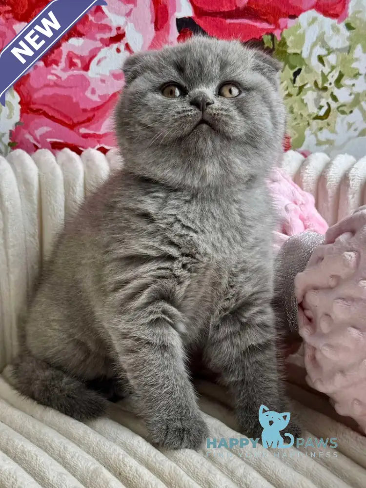 Ulyana Scottish Fold female blue live animals