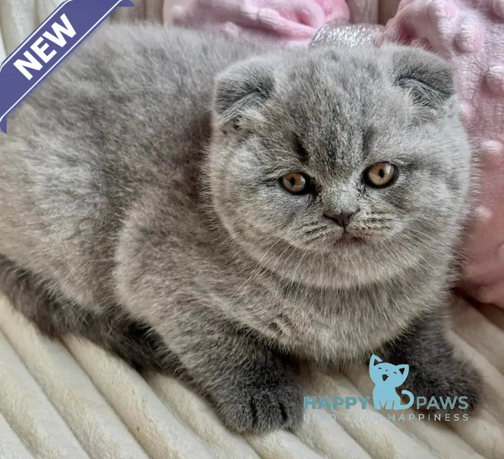 Ulyana Scottish Fold female blue live animals