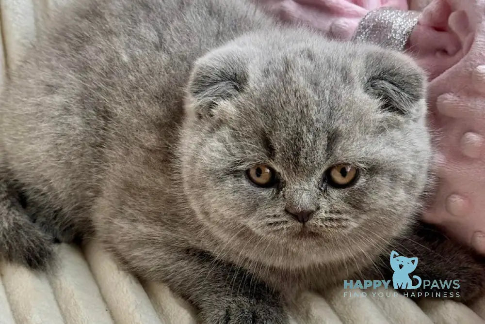 Ulyana Scottish Fold female blue live animals