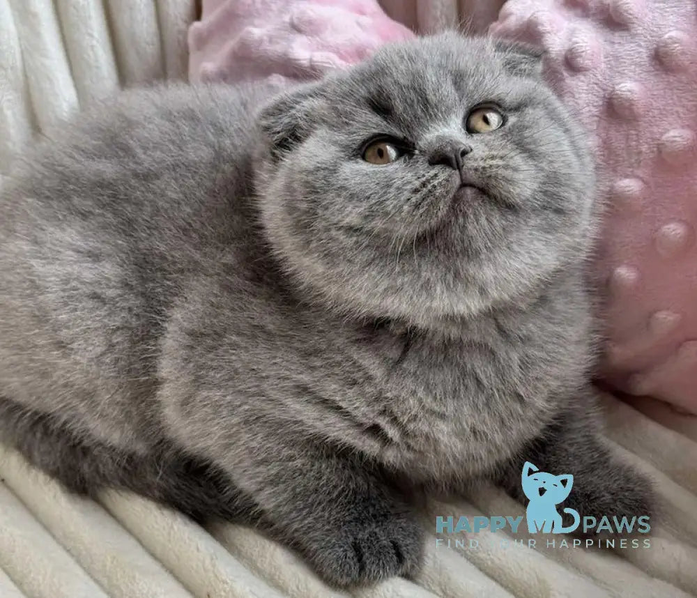 Ulyana Scottish Fold female blue live animals
