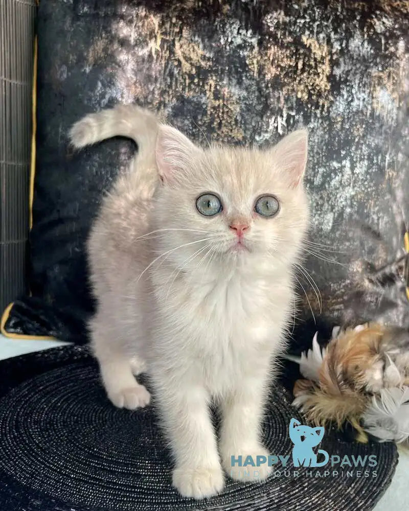 Ulyasha British Shorthair female blue golden spotted tabby live animals