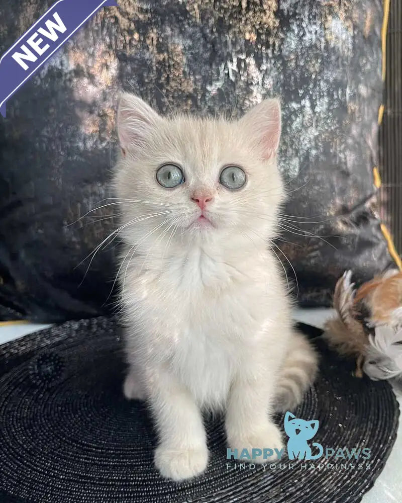 Ulyasha British Shorthair female blue golden spotted tabby live animals