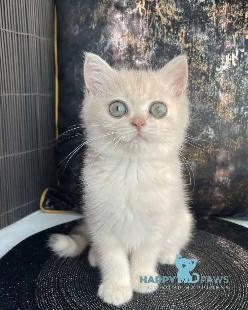 Ulyasha British Shorthair female blue golden spotted tabby live animals