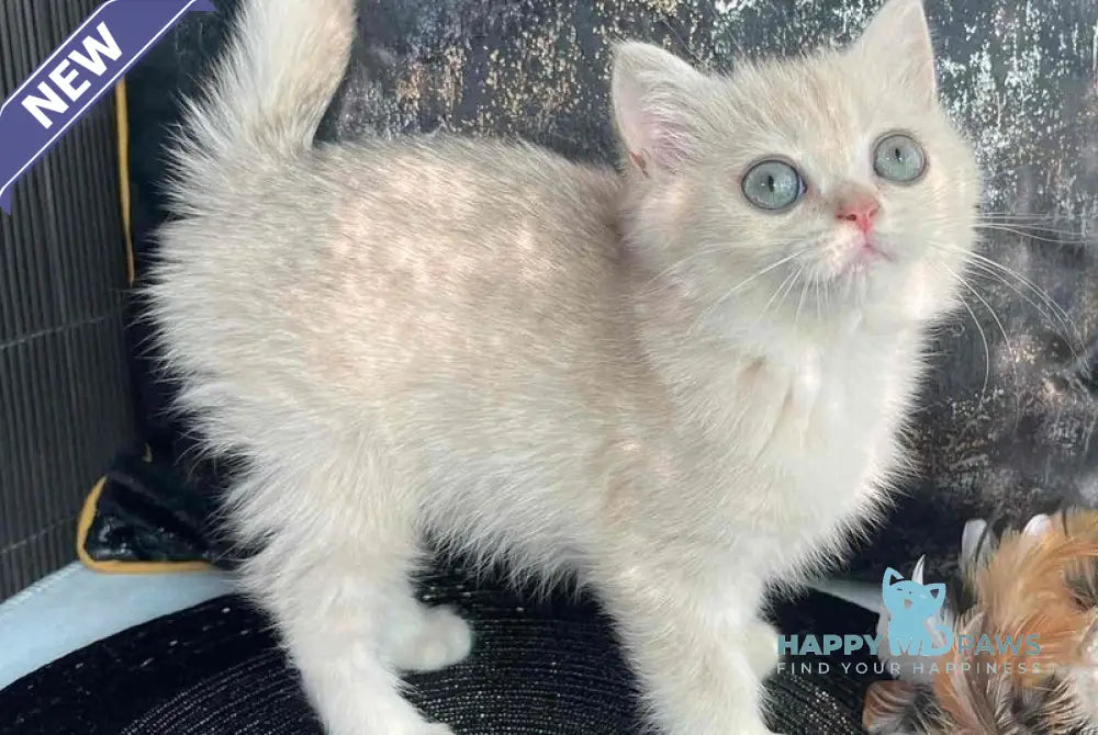 Ulyasha British Shorthair female blue golden spotted tabby live animals