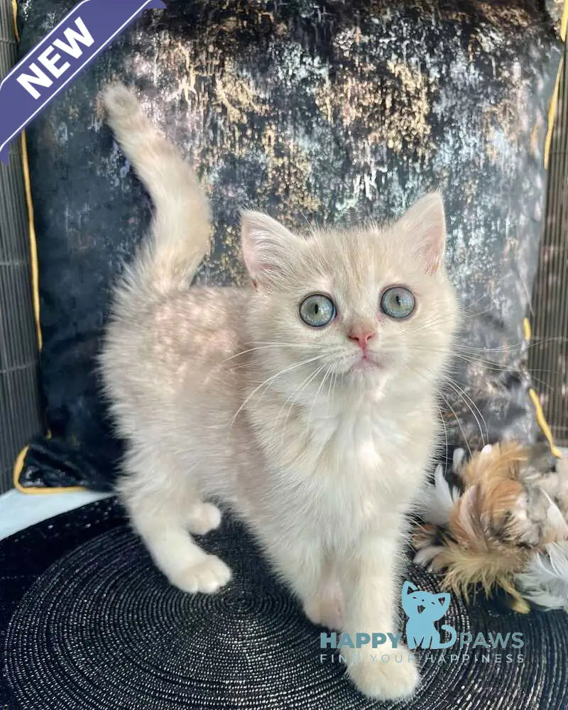 Ulyasha British Shorthair female blue golden spotted tabby live animals