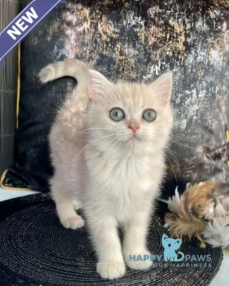 Ulyasha British Shorthair female blue golden spotted tabby live animals