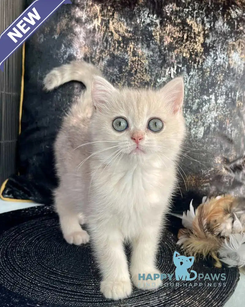 Ulyasha British Shorthair female blue golden spotted tabby live animals