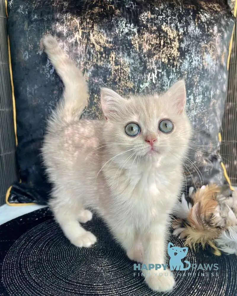 Ulyasha British Shorthair female blue golden spotted tabby live animals