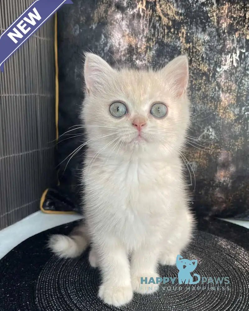 Ulyasha British Shorthair female blue golden spotted tabby live animals