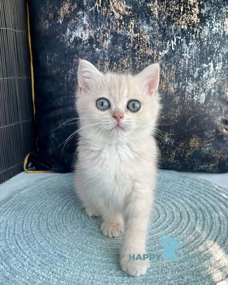 Ulyasha British Shorthair female blue golden spotted tabby live animals