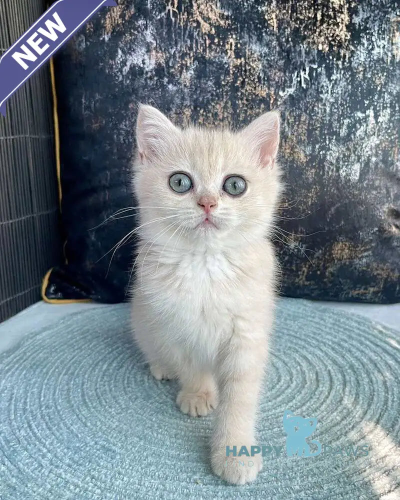 Ulyasha British Shorthair female blue golden spotted tabby live animals
