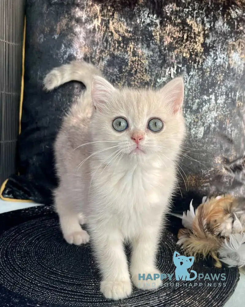 Ulyasha British Shorthair female blue golden spotted tabby live animals