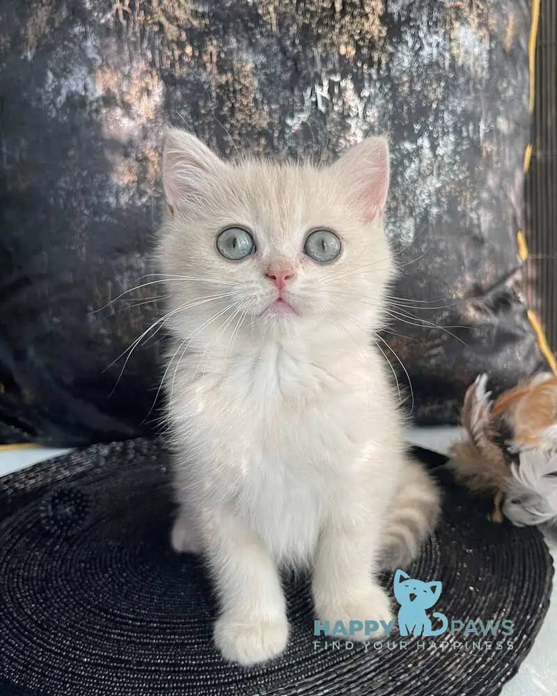 Ulyasha British Shorthair female blue golden spotted tabby live animals