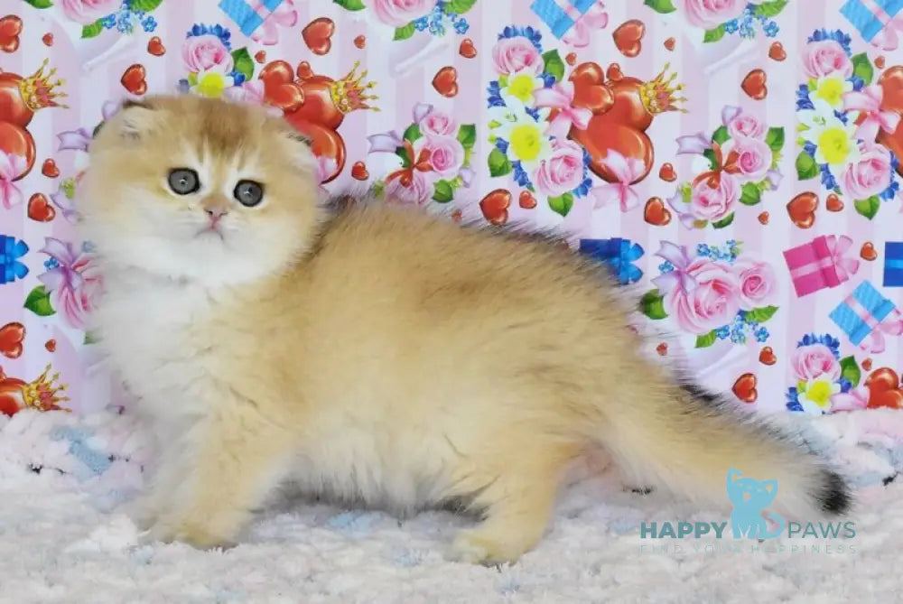 Ulyasha Scottish Fold female black golden shaded live animals