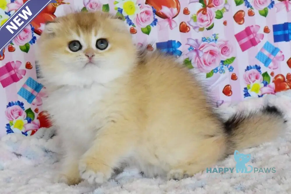 Ulyasha Scottish Fold female black golden shaded live animals