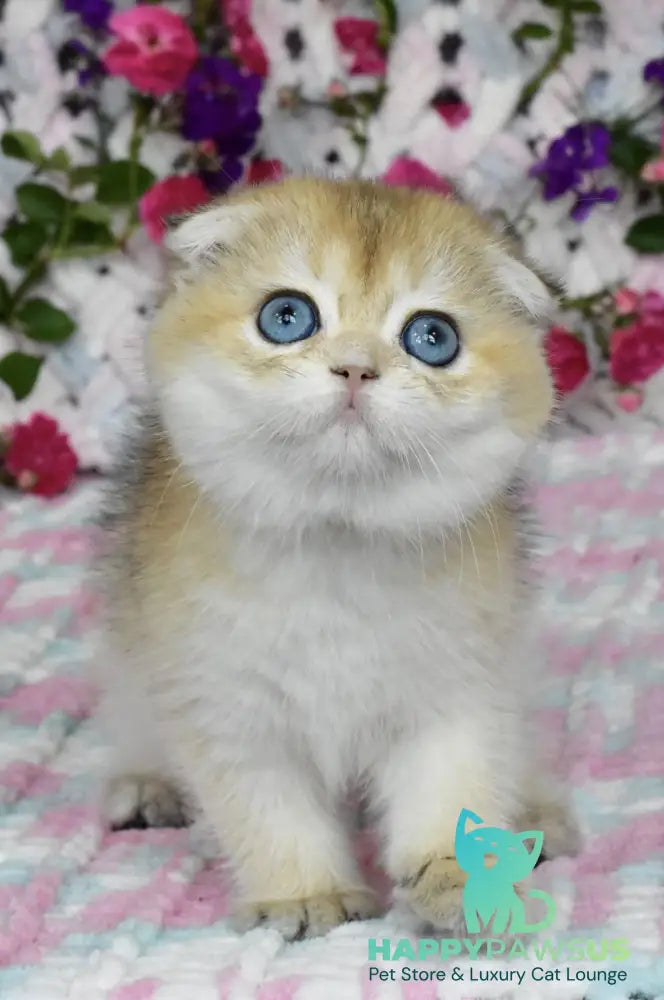 Ulyasha Scottish Fold female black golden shaded - live animals