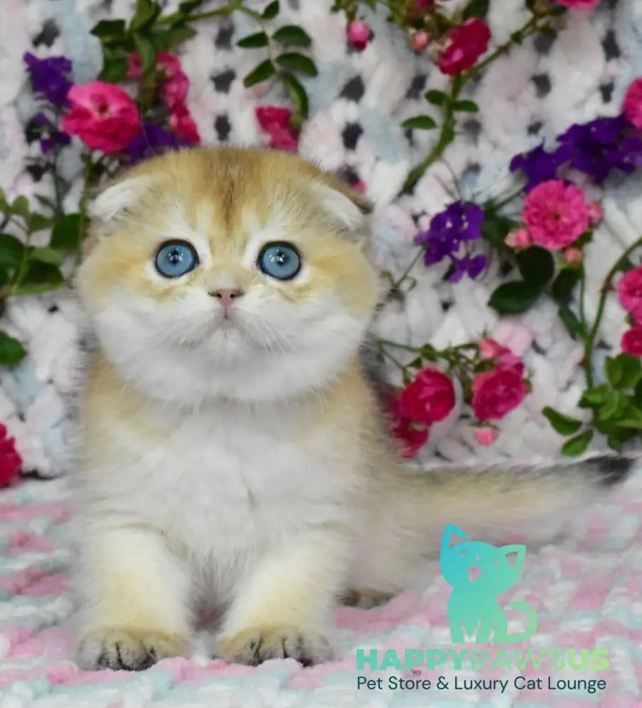Ulyasha Scottish Fold female black golden shaded - live animals