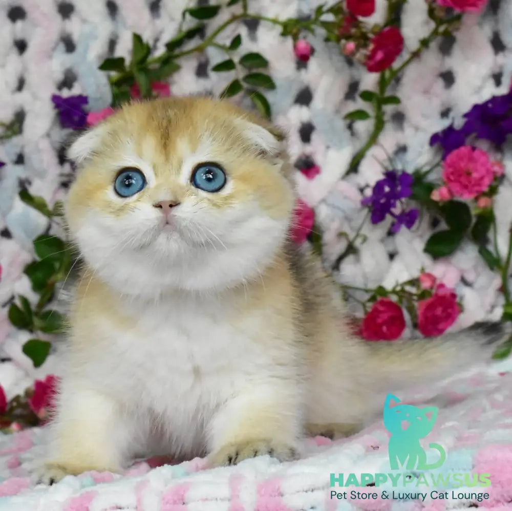 Ulyasha Scottish Fold female black golden shaded - live animals