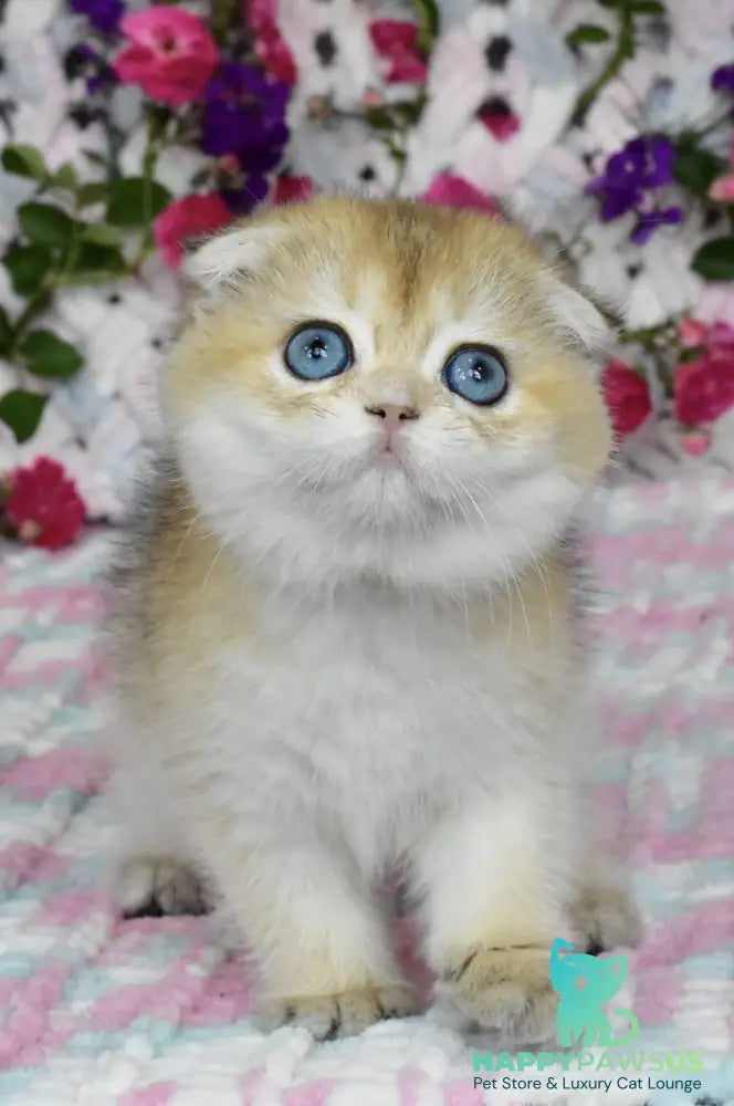 Ulyasha Scottish Fold female black golden shaded - live animals