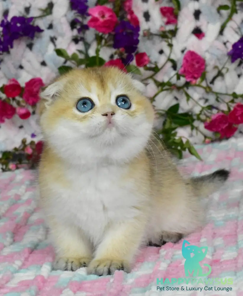 Ulyasha Scottish Fold female black golden shaded - live animals