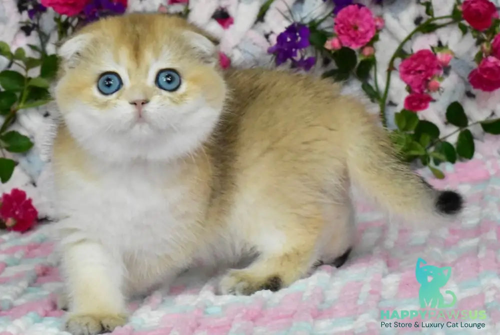 Ulyasha Scottish Fold female black golden shaded - live animals