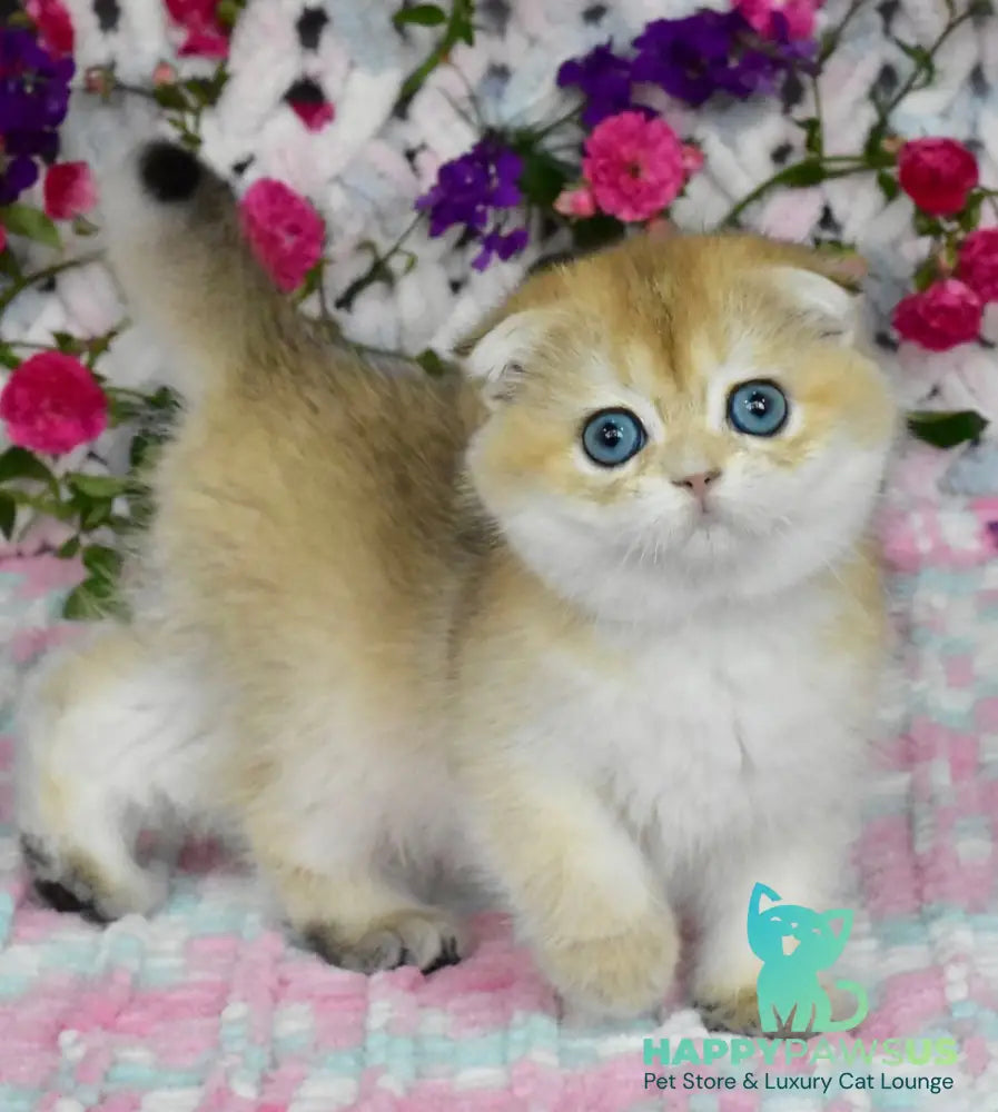 Ulyasha Scottish Fold female black golden shaded - live animals
