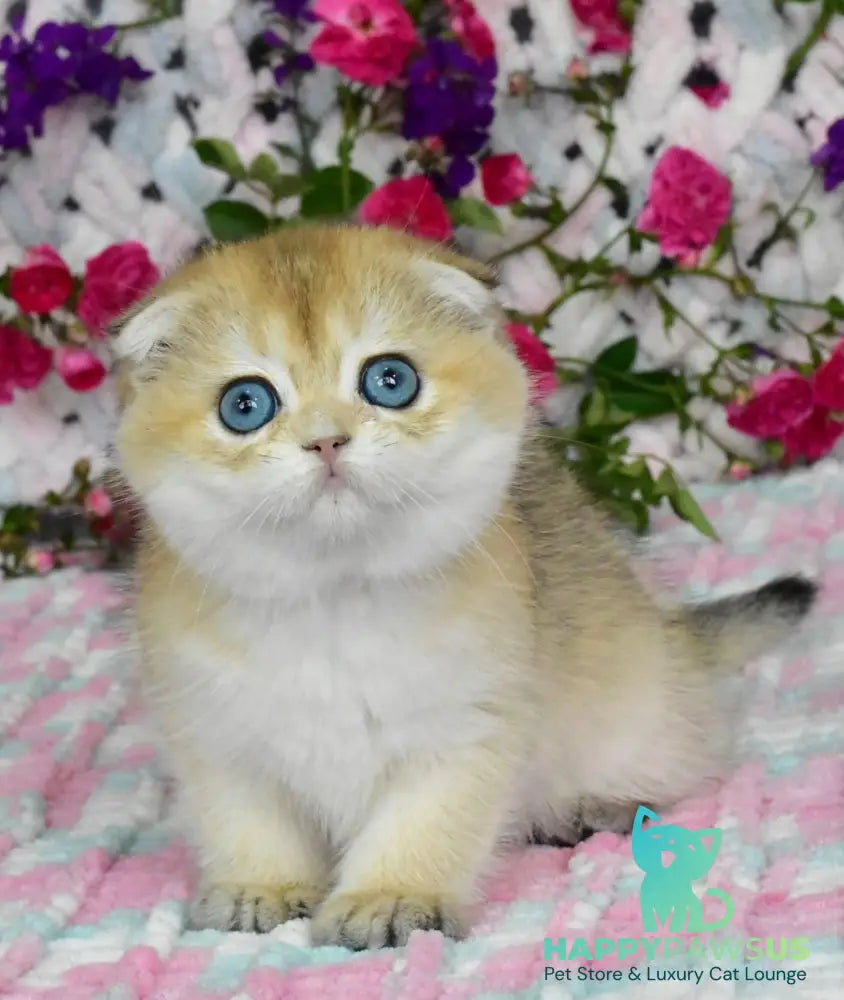 Ulyasha Scottish Fold female black golden shaded - live animals