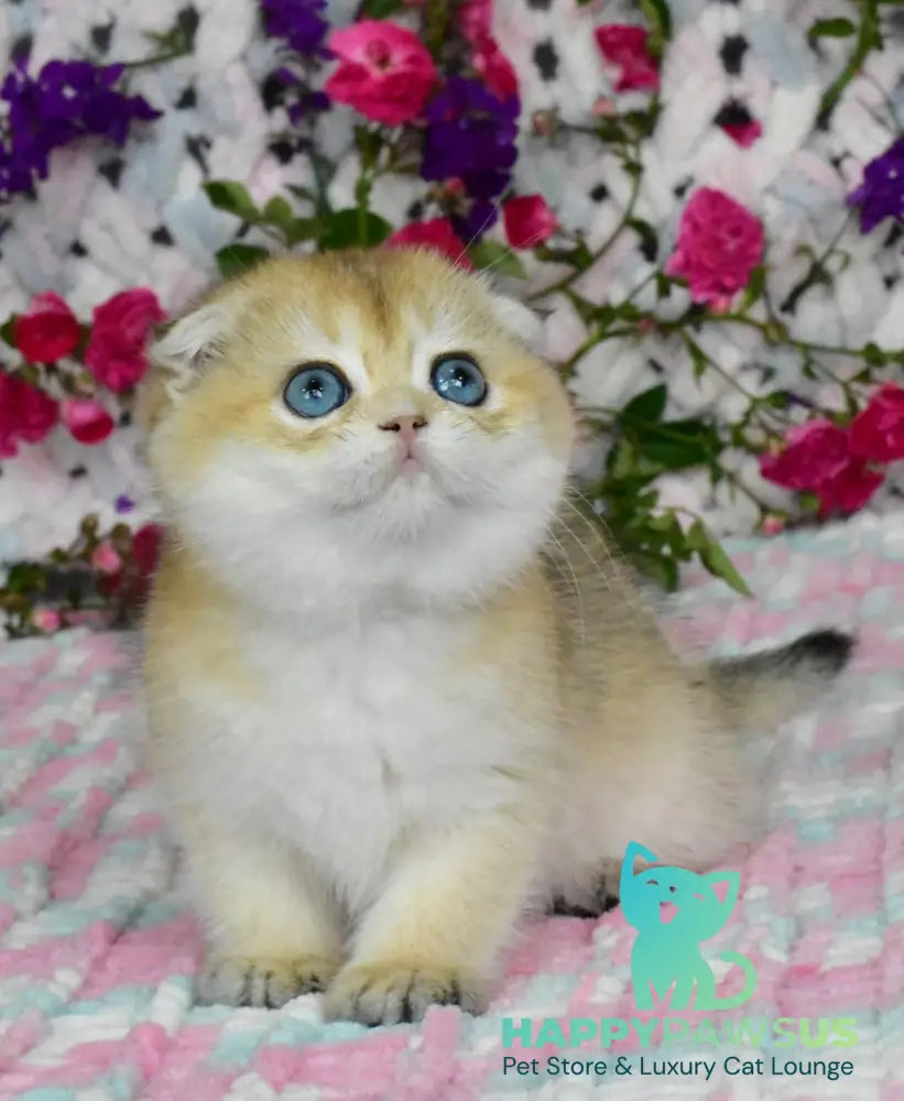 Ulyasha Scottish Fold female black golden shaded - live animals