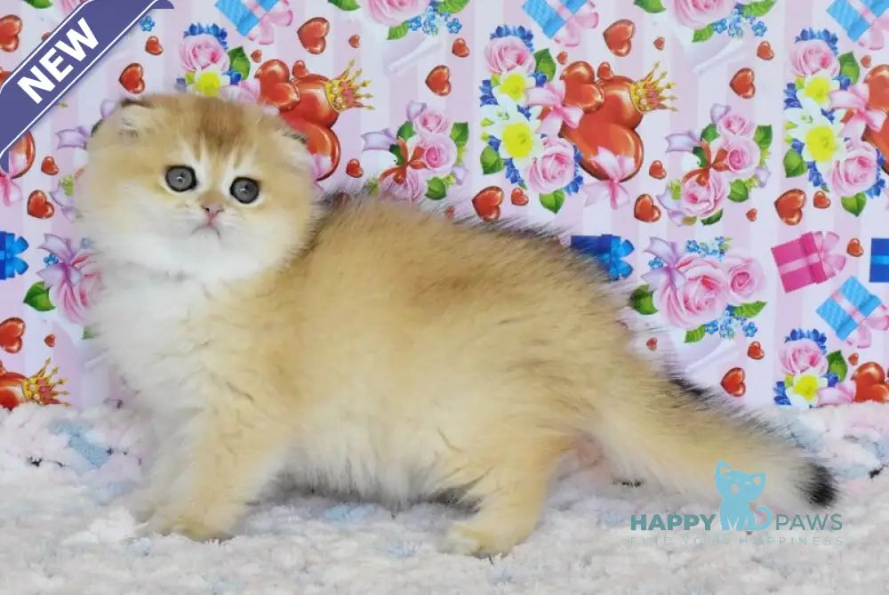 Ulyasha Scottish Fold female black golden shaded live animals