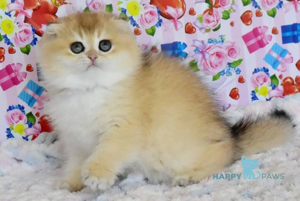 Ulyasha Scottish Fold female black golden shaded live animals